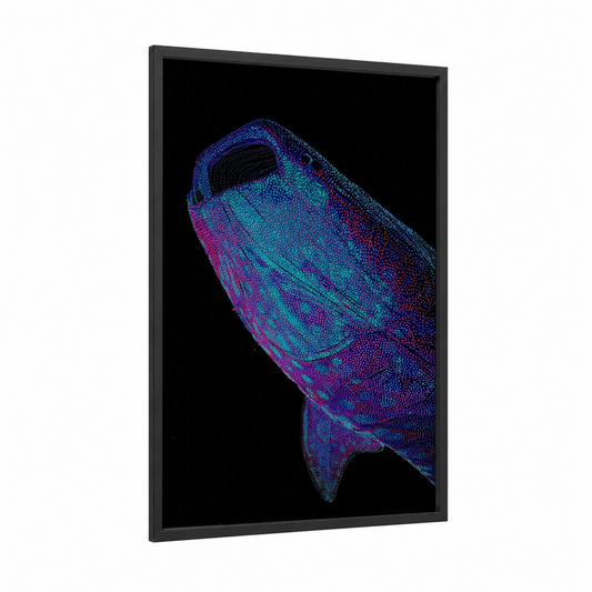 Neon Whale Shark framed art print — black wood frame — blue and magenta palette