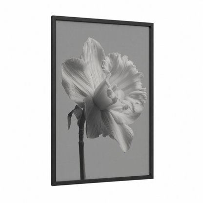 Delicate Daffodil framed daffodils print — black wood frame — gray and black and white palette