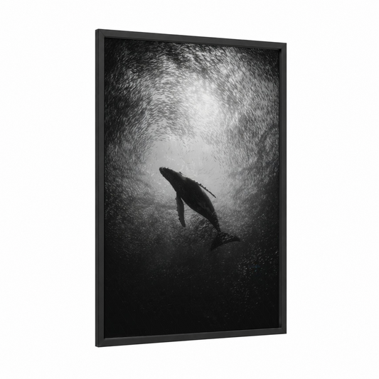 Ascending Humpback framed humpback whale print — black wood frame — black and white and gray palette