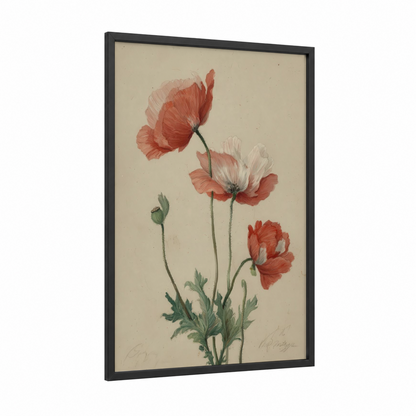 Crimson Poppy Study framed poppies print — black wood frame — red and cream palette