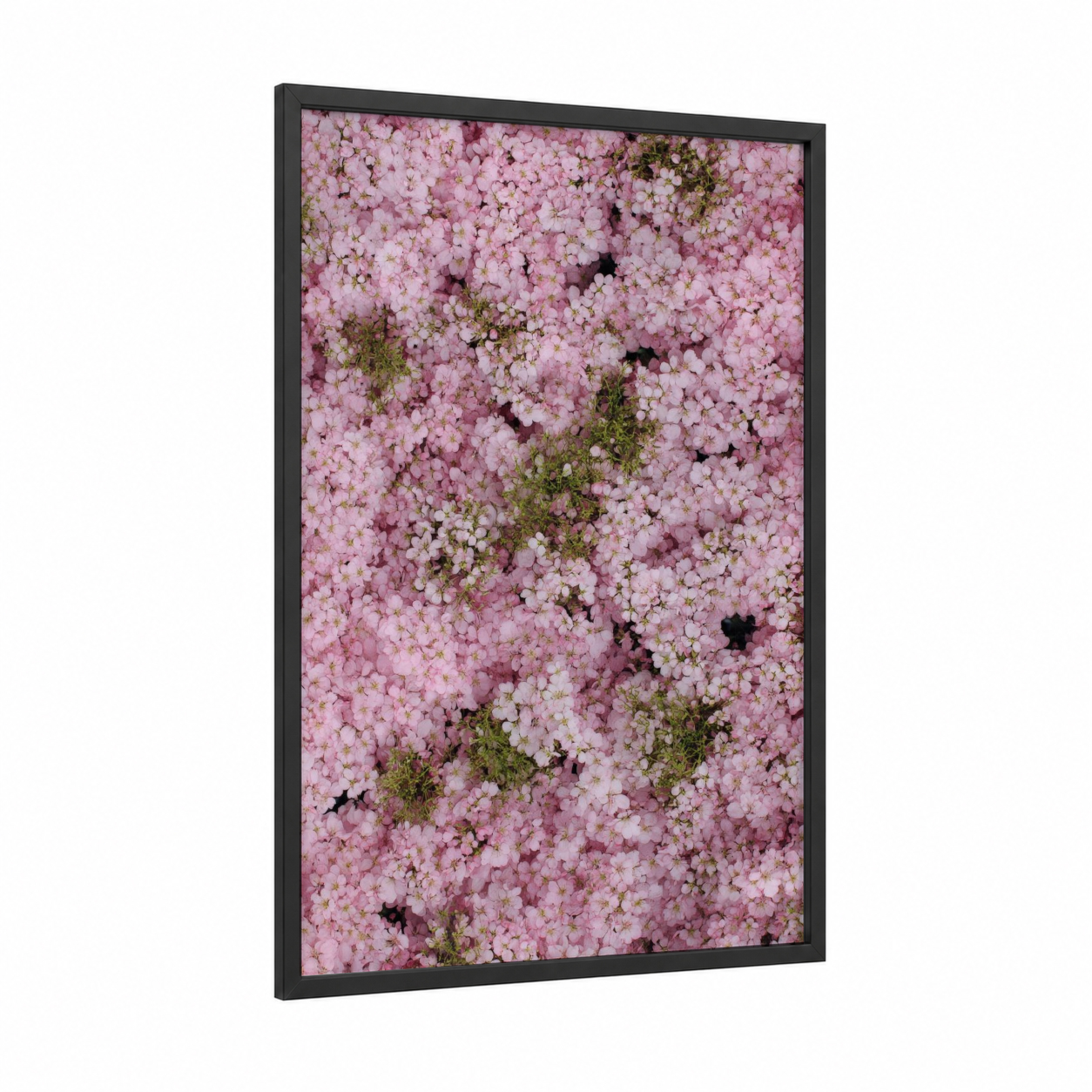 Pink Blossom Canopy framed cherry blossoms print — black wood frame — pink and green palette