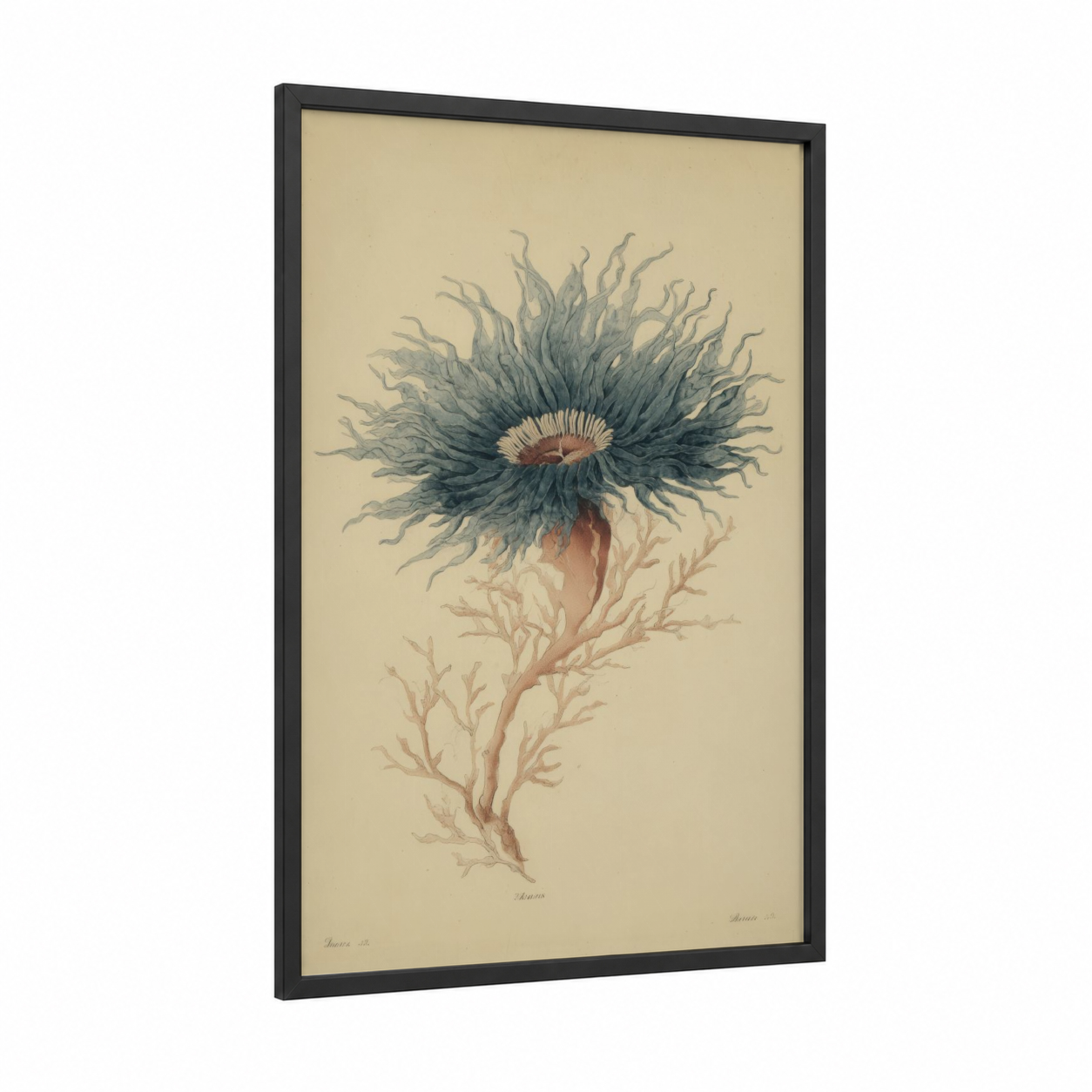 Delicate Sea Anemone framed art print — black wood frame — cream and dove gray palette
