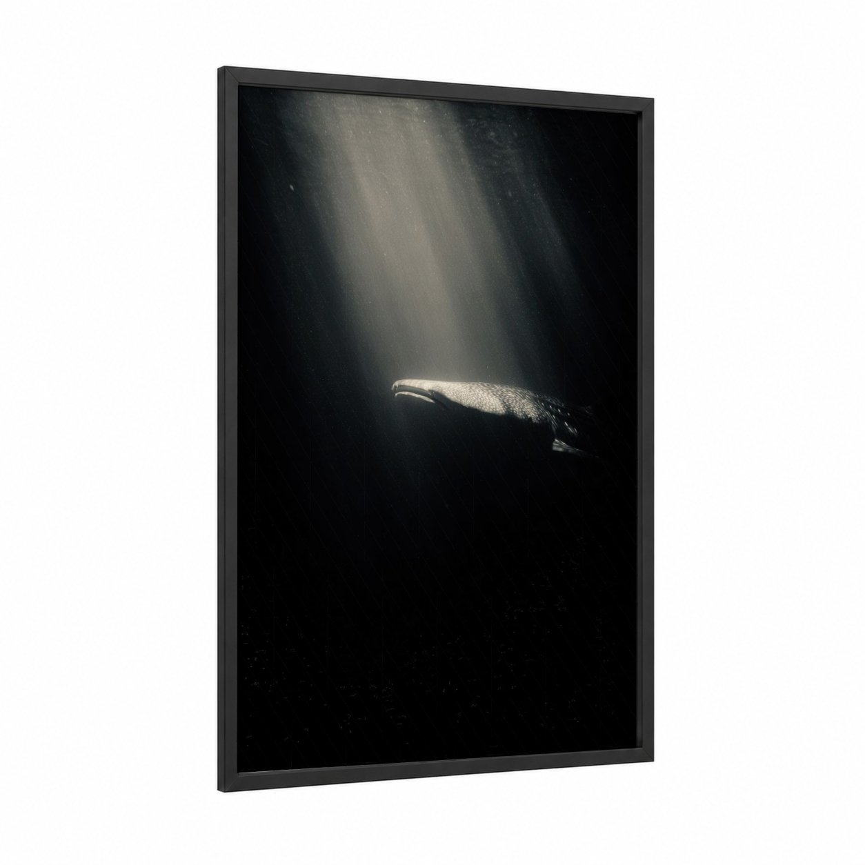 Sunlit Whale Shark framed art print — black wood frame — black and white and gray palette