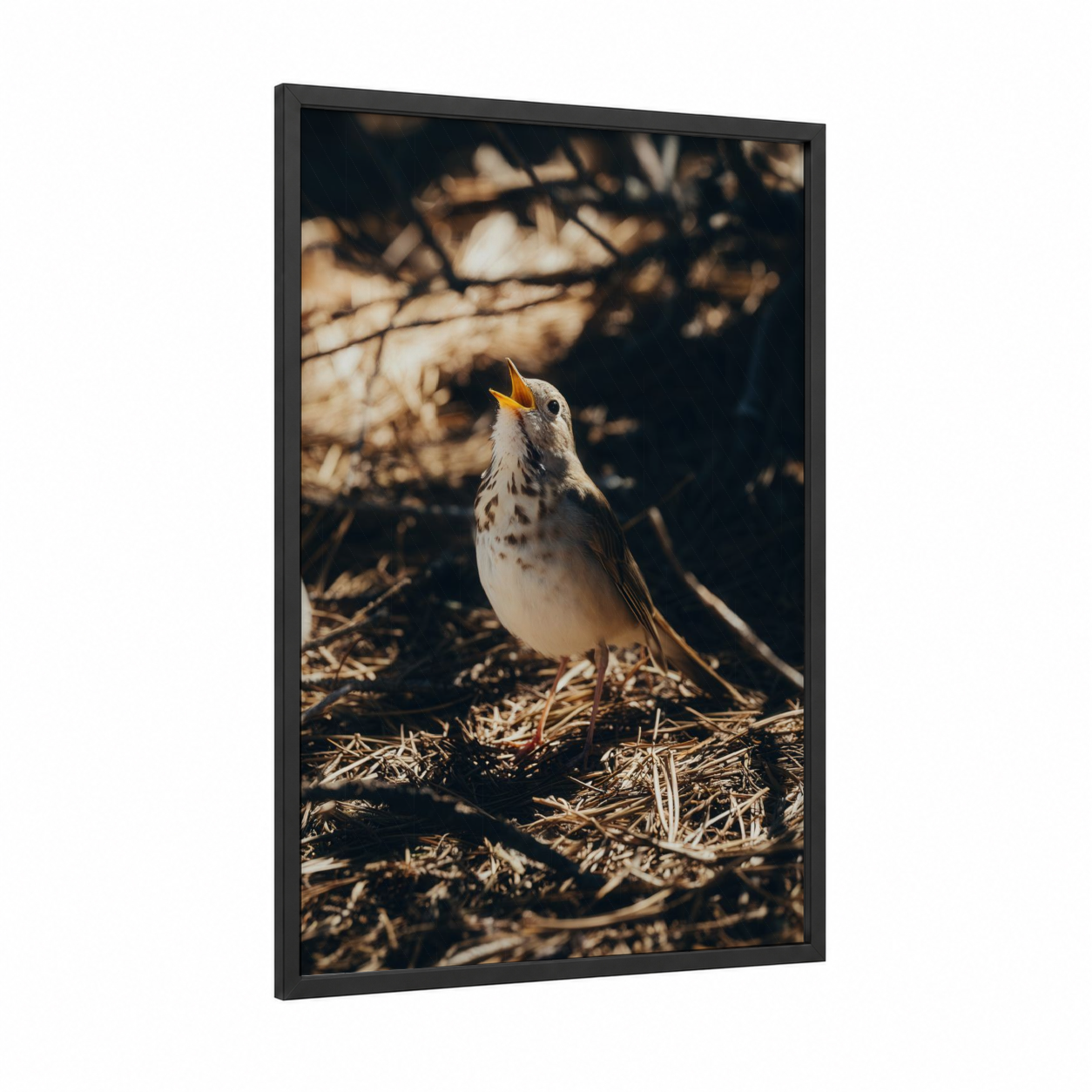 Singing Thrush framed art print — black wood frame — gold and cream palette
