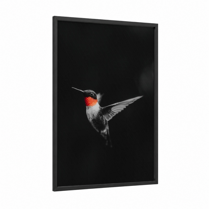 Ruby Hummingbird framed art print — black wood frame — black and white and red palette