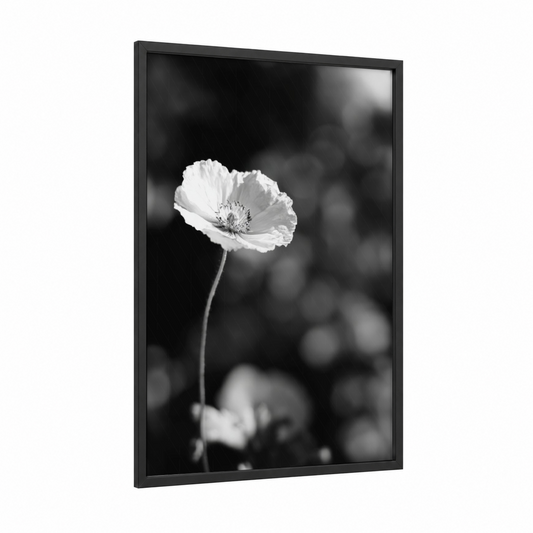 Solitary Poppy framed abstract flower print — black wood frame — black and white and gray palette