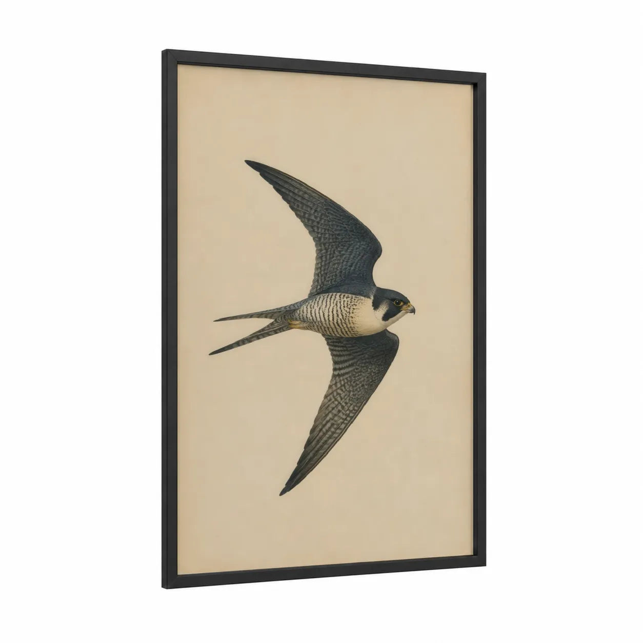 Flying Falcon Bird Wall Art framed birds print — black wood frame — beige and black and white palette