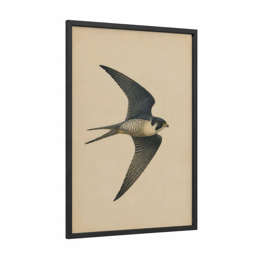 Flying Falcon Bird Wall Art framed birds print — black wood frame — beige and black and white palette