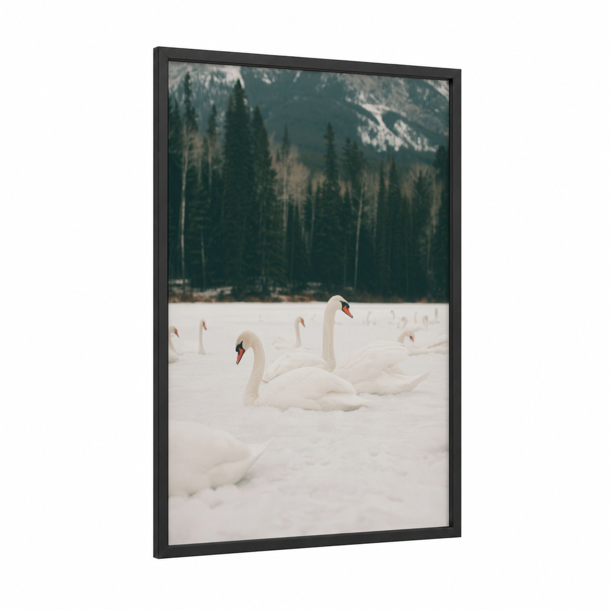 Snowy Swan Pair framed art print — black wood frame — white and dark green palette