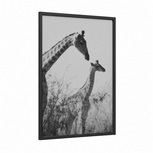 Mother and Calf framed giraffe print — black wood frame — black and white and gray palette