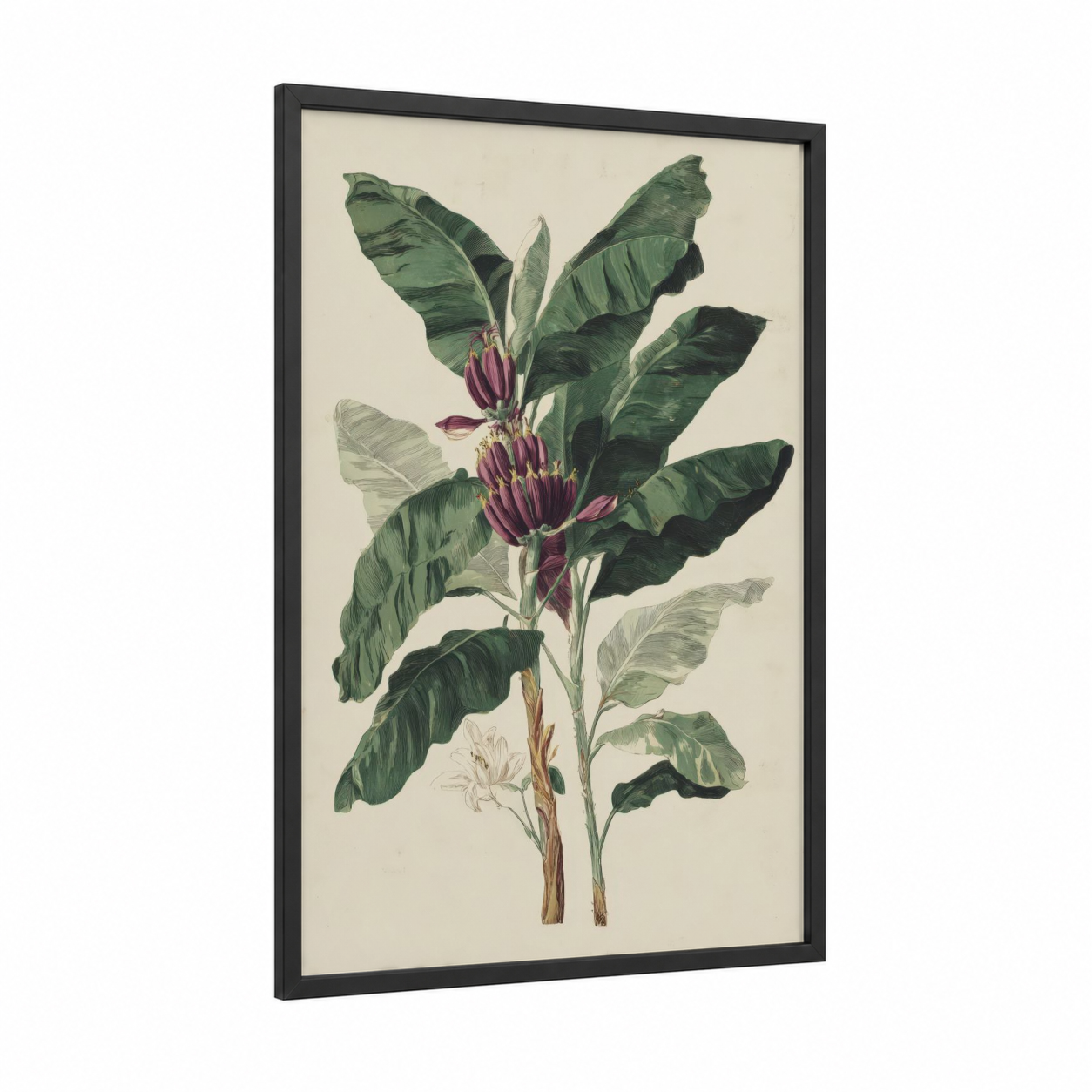 Crimson Banana Plant framed fruit trees print — black wood frame — dark green and maroon palette
