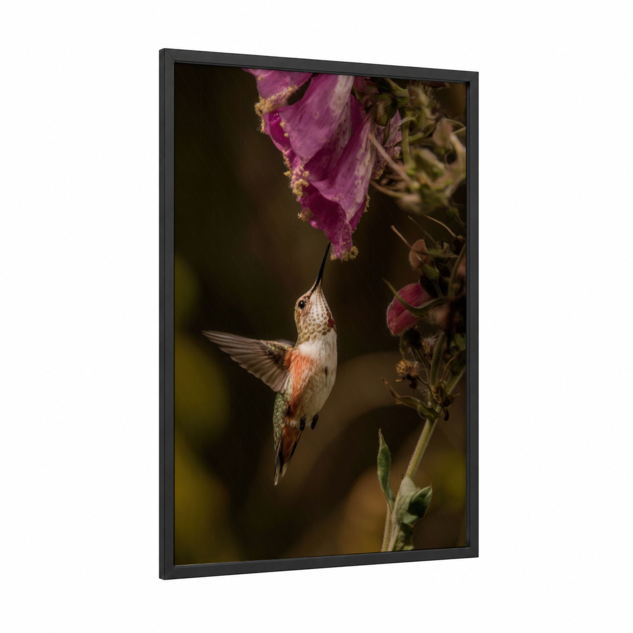 Nectar Seeker framed hummingbird print — black wood frame — magenta and olive palette