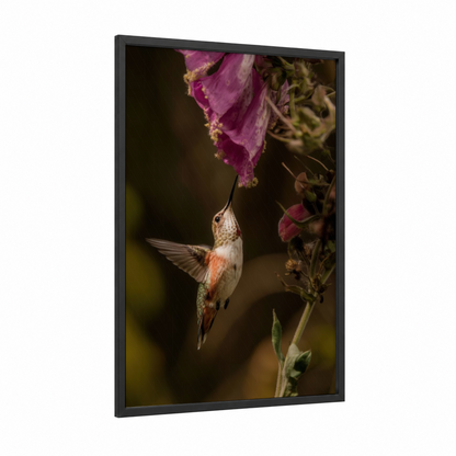 Nectar Seeker framed hummingbird print — black wood frame — magenta and olive palette