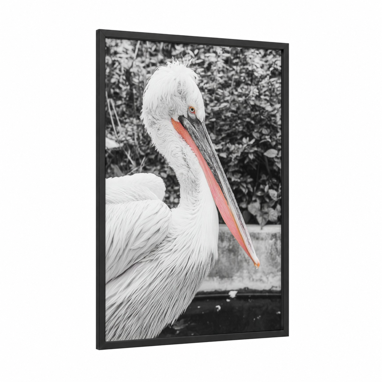 Coral Pelican Portrait framed art print — black wood frame — white and salmon pink palette