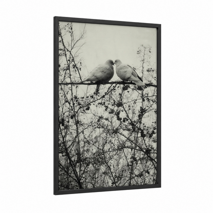 Affectionate Doves framed art print — black wood frame — black and white and gray palette