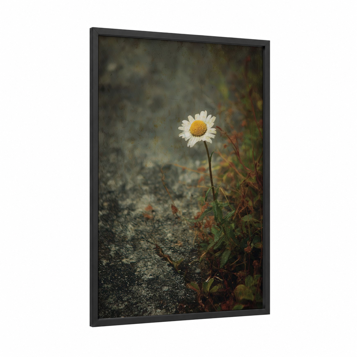 Solitary Daisy framed art print — black wood frame — white and gray palette