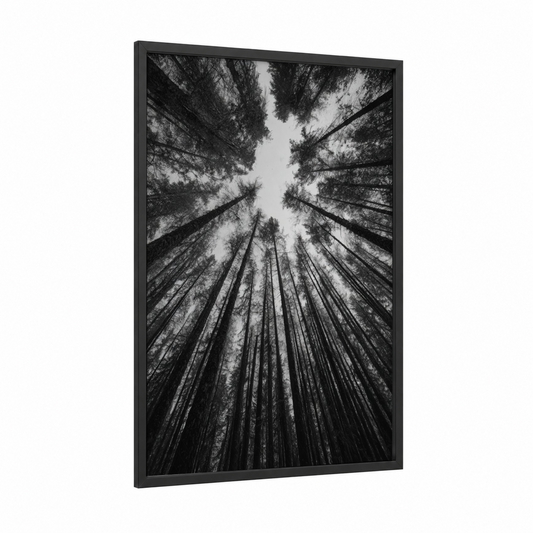 Skyward Cedars framed cedar forest print — black wood frame — black and white palette