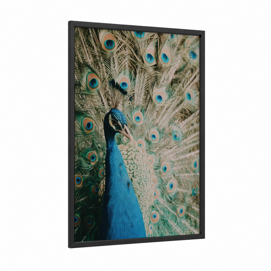 Iridescent Peacock Display framed art print — black wood frame — blue and green palette