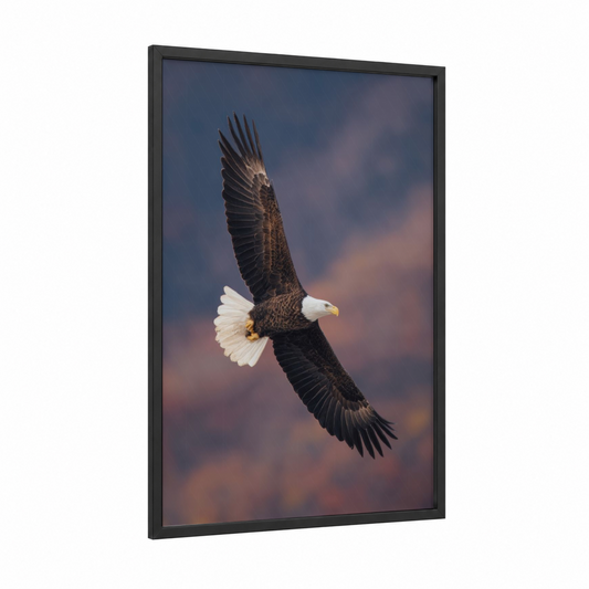 Soaring Eagle framed veterans day print — black wood frame — blue and gold palette