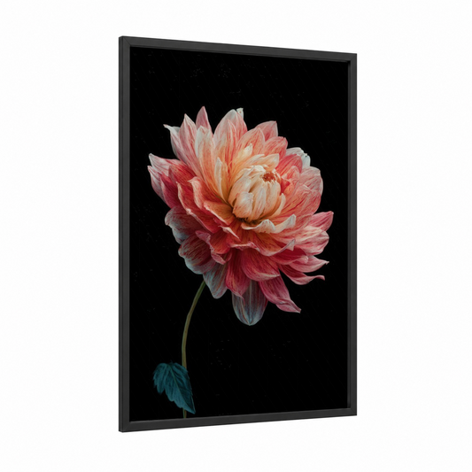 Coral Dahlia Bloom framed art print — black wood frame — salmon pink and black palette
