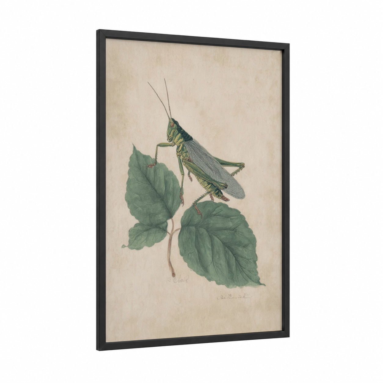 Garden Grasshopper framed art print — black wood frame — light green and cream palette