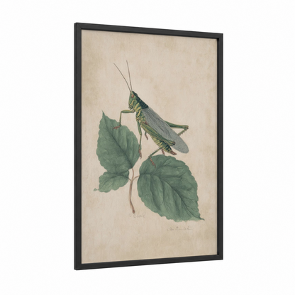 Garden Grasshopper framed art print — black wood frame — light green and cream palette