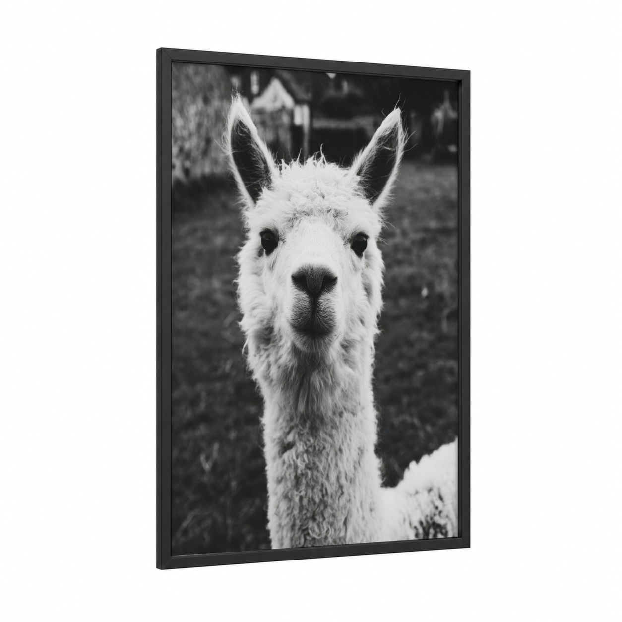 Curious Alpaca framed art print — black wood frame — black and white palette