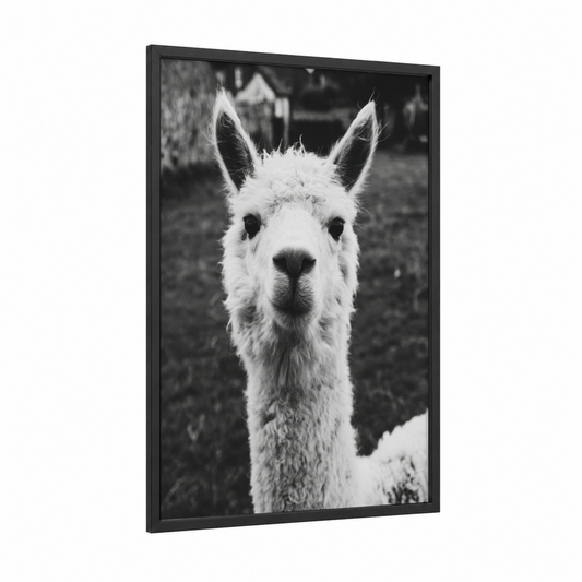 Curious Alpaca framed art print — black wood frame — black and white palette