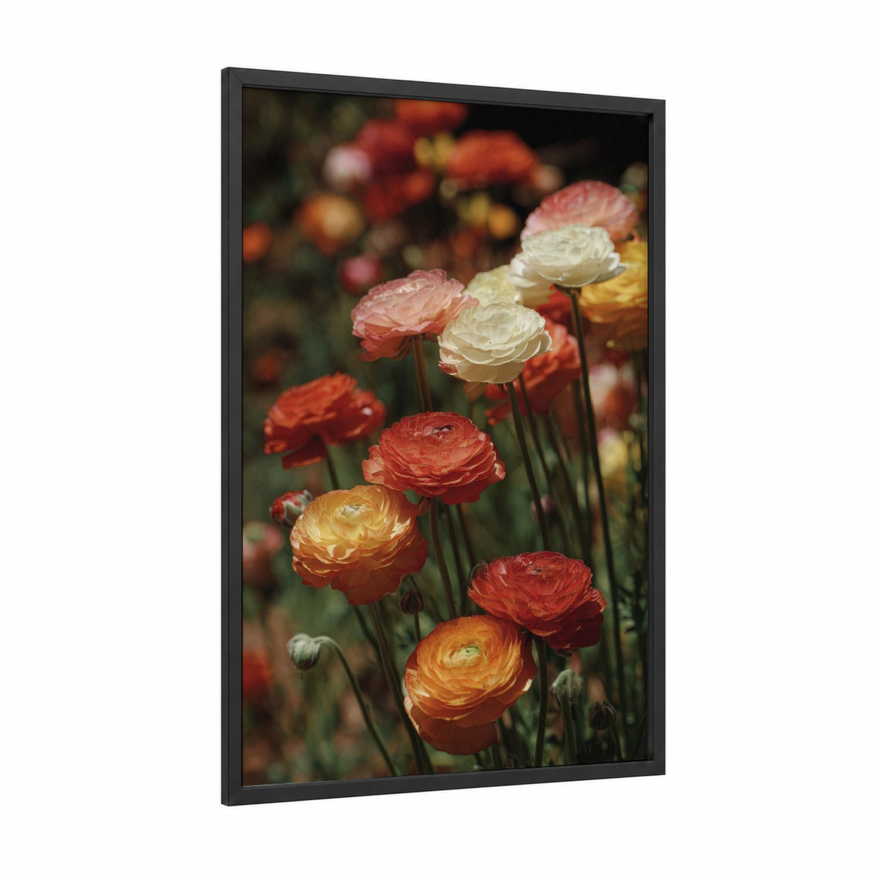 Sunset Ranunculus framed art print — black wood frame — peach and gold palette