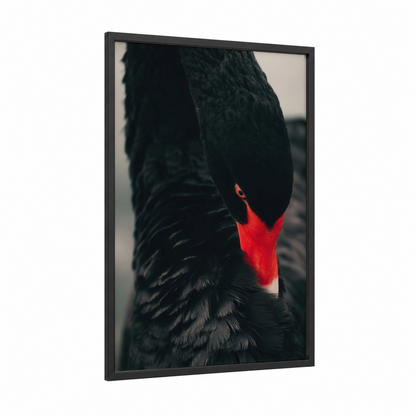 Crimson Swan framed art print — black wood frame — black and red palette