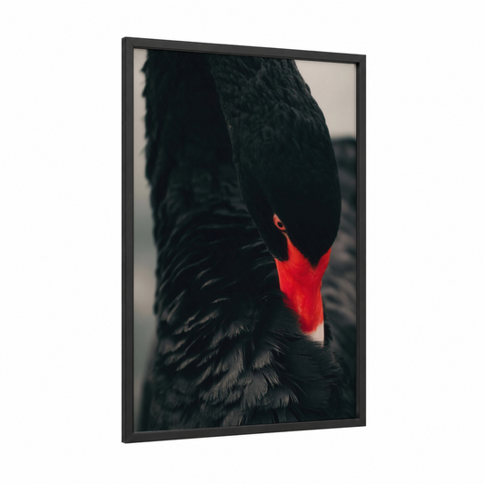 Crimson Swan framed art print — black wood frame — black and red palette