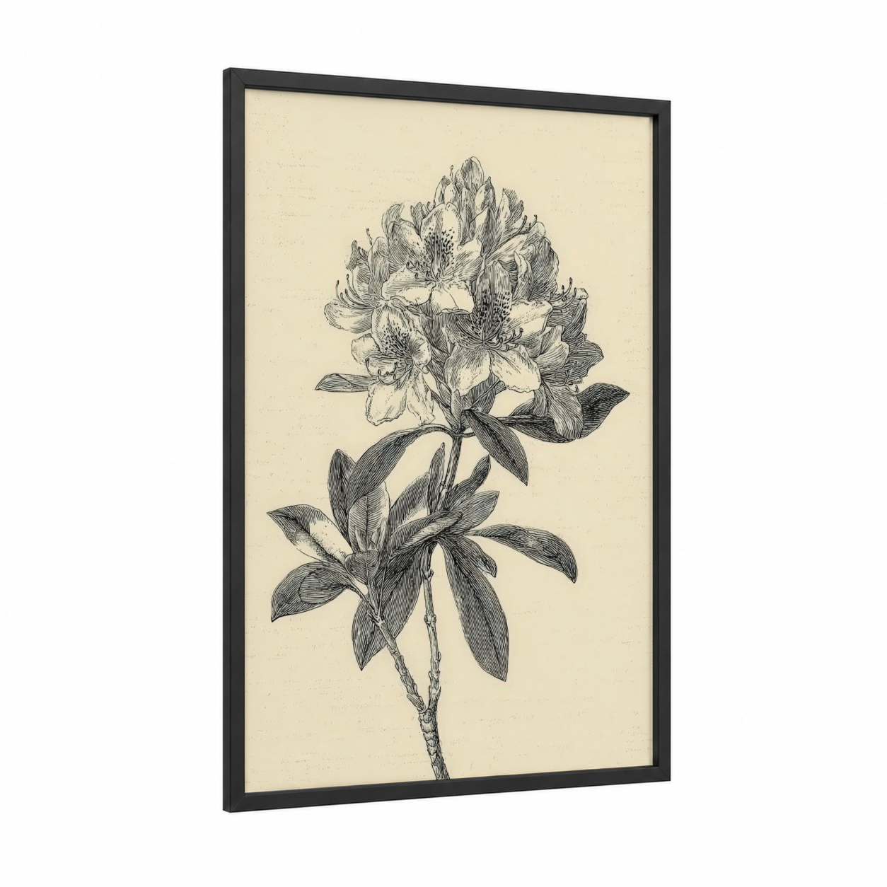 Botanical Rhododendron framed art print — black wood frame — black and white and cream palette