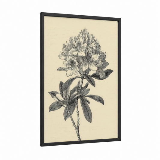 Botanical Rhododendron framed art print — black wood frame — black and white and cream palette