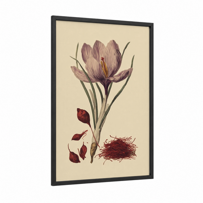 Purple Crocus Botanical framed herbs and spices print — black wood frame — lavender and cream palette