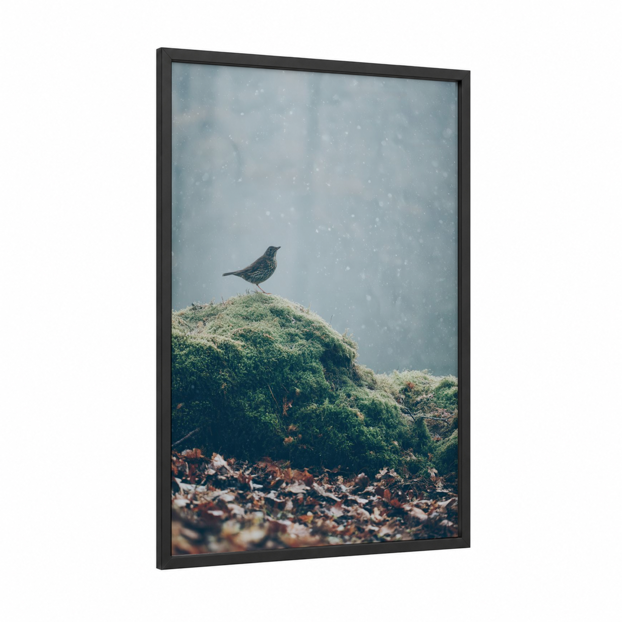 Snowy Thrush framed art print — black wood frame — blue and gray and gray palette