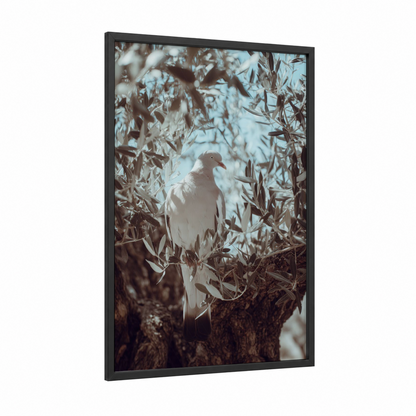 White Pigeon Perched framed art print — black wood frame — white and blue and white palette