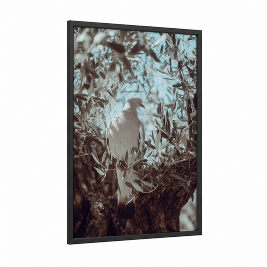 White Pigeon Perched framed art print — black wood frame — white and blue and white palette