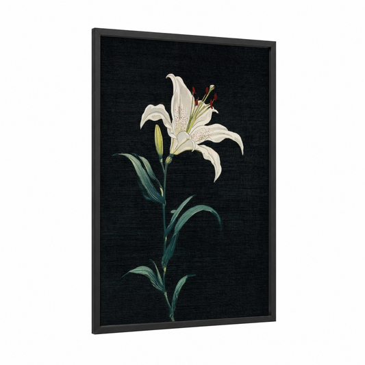 White Lily Study framed art print — black wood frame — white and black palette