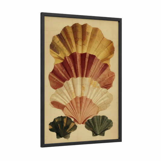 Vintage Scallop Study framed seafood print — black wood frame — gold palette