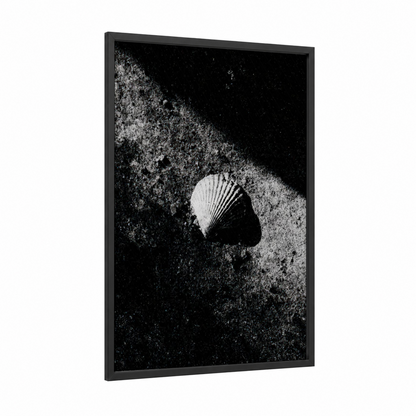 Coastal Shell Study framed seashell print — black wood frame — black and white palette