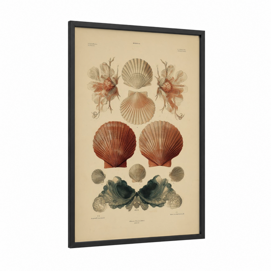 Vintage Seashell Study framed seafood print — black wood frame — russet and cream palette