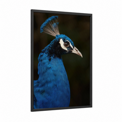 Cobalt Peacock framed art print — black wood frame — blue and black and white palette