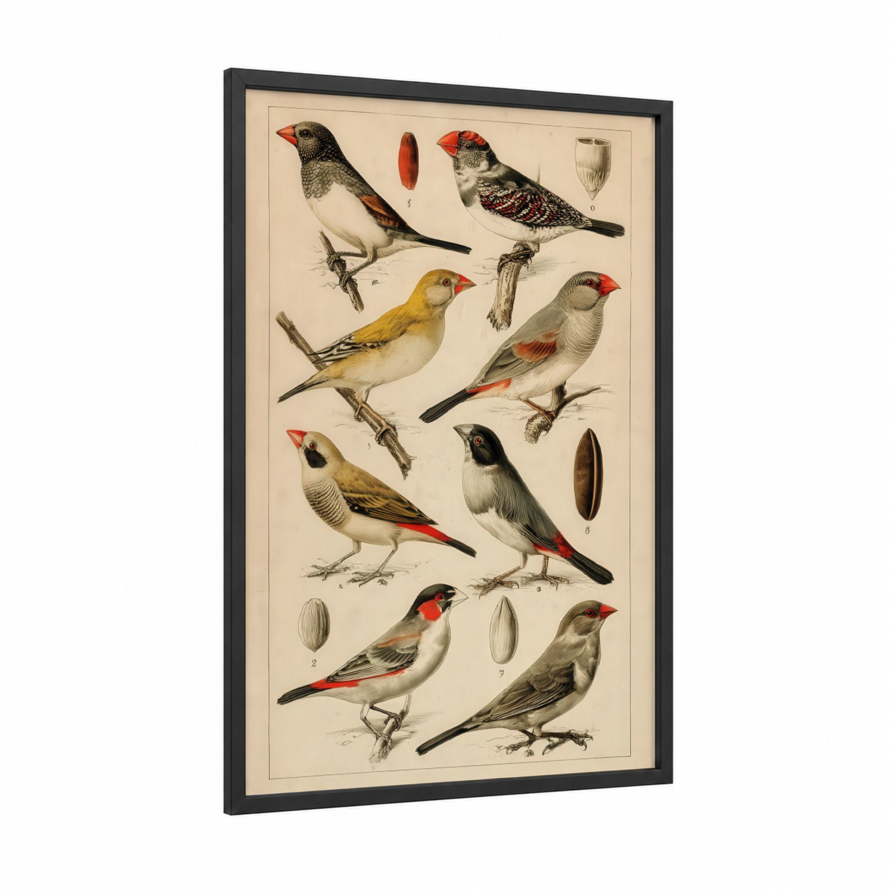 Victorian Finch Collection framed art print — black wood frame — cream and red palette