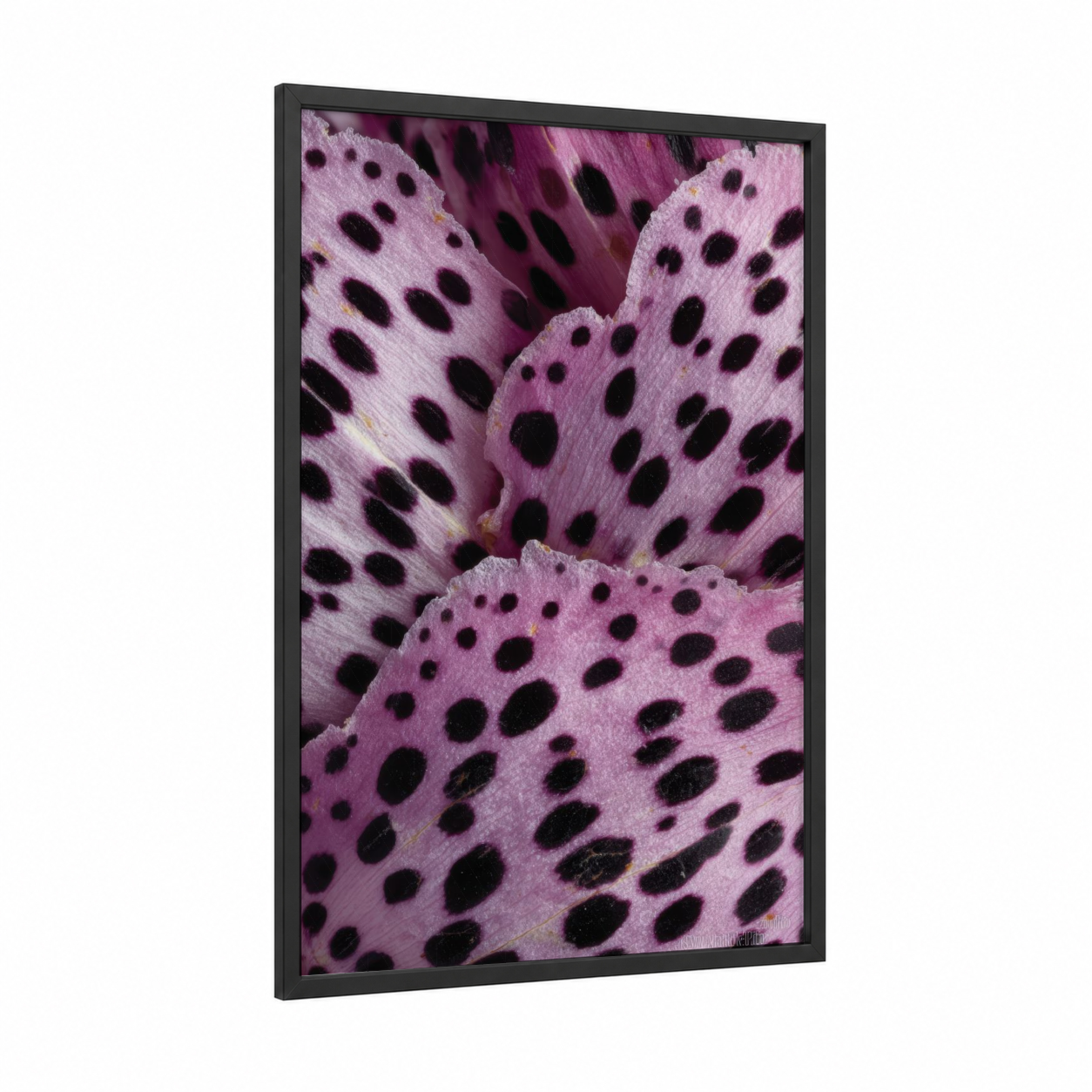 Pink Cherry Blossoms framed art print — black wood frame — magenta and black and white palette