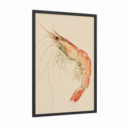 Delicate Shrimp Study framed seafood print — black wood frame — salmon pink and cream palette