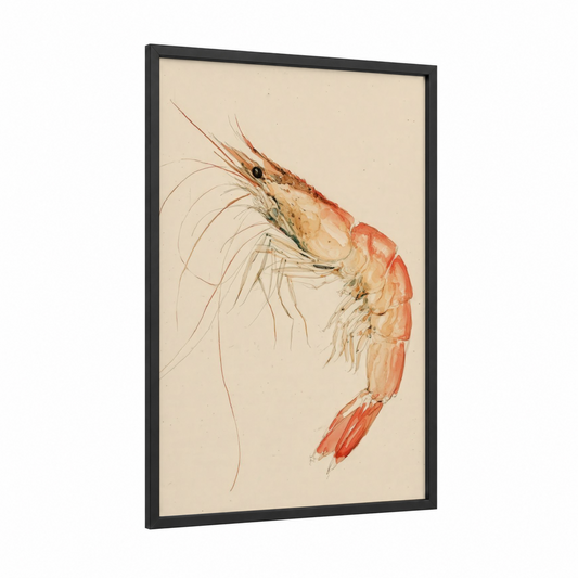Delicate Shrimp Study framed seafood print — black wood frame — salmon pink and cream palette