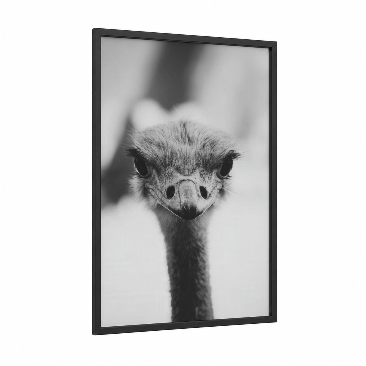Curious Ostrich framed art print — black wood frame — black and white palette