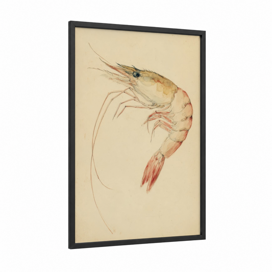 Coral Shrimp Study framed seafood print — black wood frame — cream and peach palette