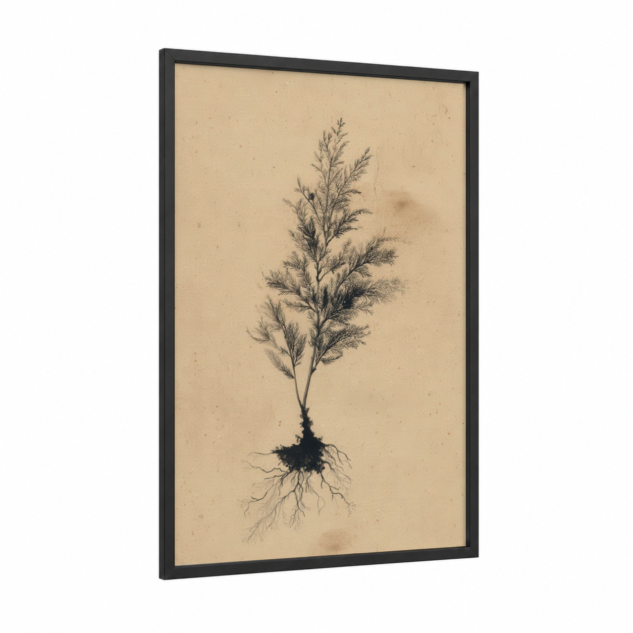 Rooted Redwood framed redwood tree print — black wood frame — black and beige palette