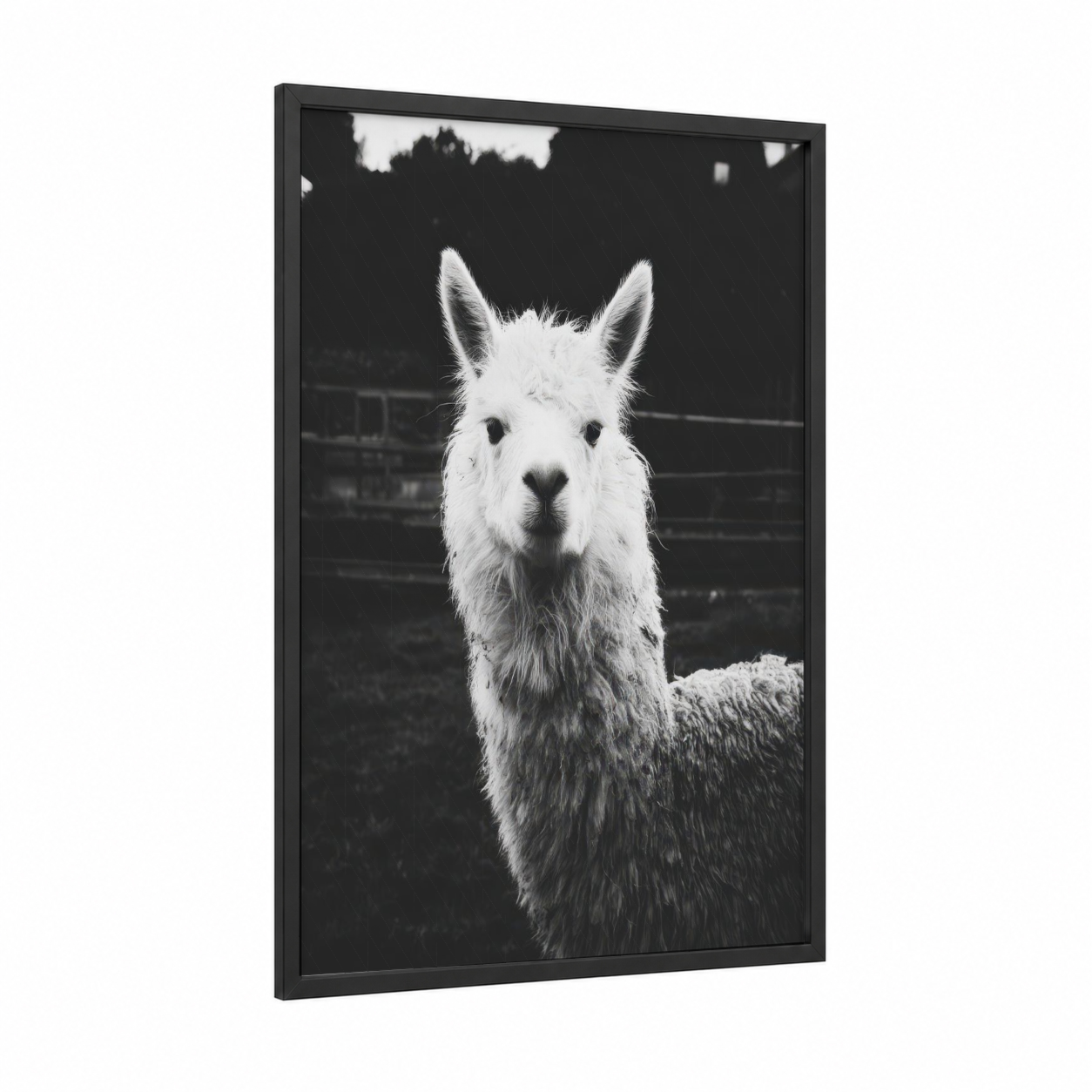 Snowy Alpaca Portrait framed art print — black wood frame — black and white palette